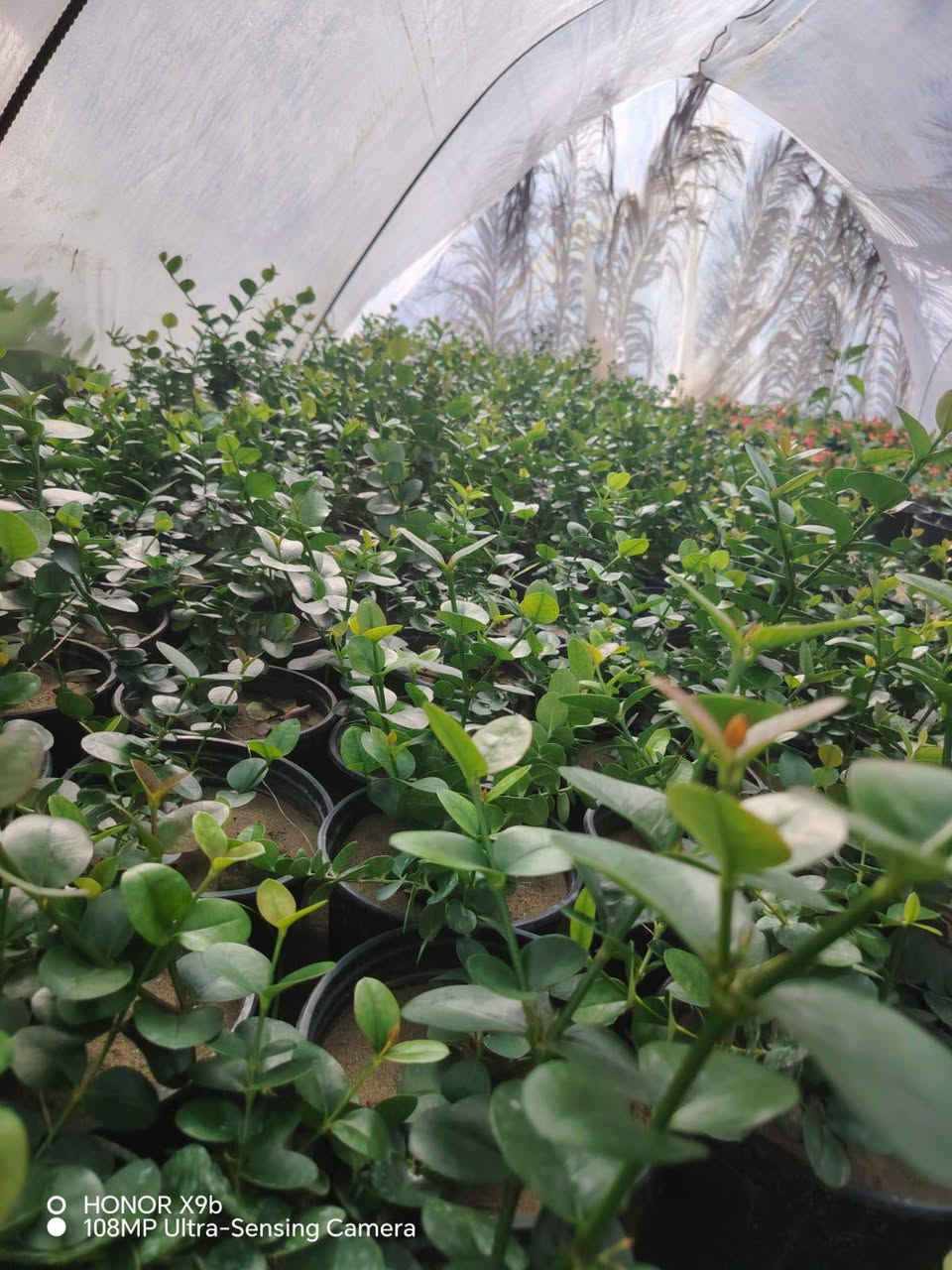 مشتل المجمعات ***********
