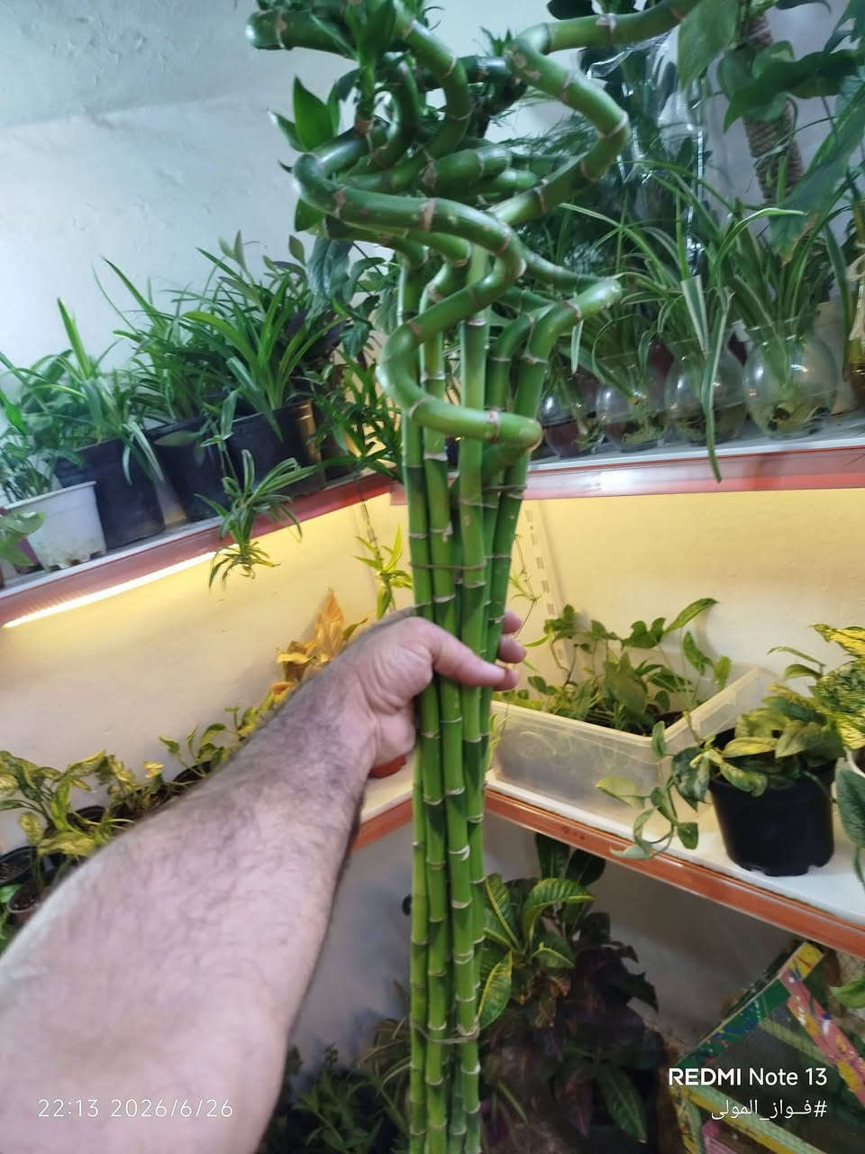 🌿🌸 أسعار منافسة... وعروض مميزة 🌸🌿

نوفر لكم:
🌱 نباتات داخلية وخارجية.
🧪 أسمدة متنوعة.
🛡️ مبيدات حشرية وفطرية.
🌾 أوساط زراعية.
🎁 هدايا مجانية مع بعض الطلبيات (لفترة محدودة).

📍موصل الجديدة – سايدين – حي العامل
قرب منفذ كي كارد تاج السعد.

📞 *********** (اتصال وواتساب)
📞 *********** (واتساب)

🚚 توصيل داخل مدينة الموصل.

🤍 دعمكم بإعجاب أو تعليق يساعدنا على الاستمرار، وشكرًا لثقتكم.

فواز المولى | عيادة الزراعة المنزلية

#فواز_المولى #عيادة_الزراعة_المنزلية #سوبر_بروتينات_نانو #سوبر_كرين_21 #نباتات_داخلية #اسمدة_كيميائية #زراعة #تكاثر_النباتات #الموصل
