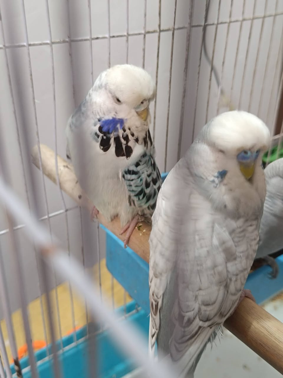 طيور حب نكليزيات للبيع او مراوس  بدجاج


**إذا كنت صاحب هذا الإعلان وتريد حذفه لأي سبب، رجاءا أرسل رسالة إلى الدعم الفني**