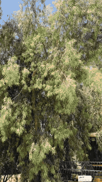 سلام وعليكم حاصده نهولند للبيع موديل 2019 اربعه بلم جاهزه وميحتاج اي مصرف تصرف عليها موجود بكل وقت ***********
