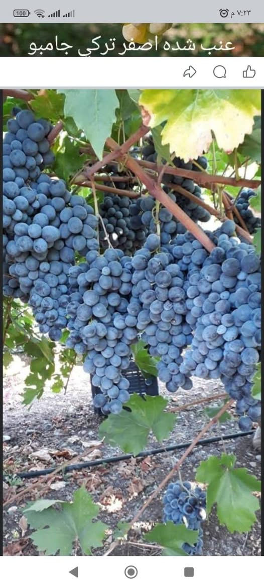 يالله على بركة الله يوجد لدينا شتلات عنب كل صناف حلاواني صفر شدة فرنسي سود ديس عنز شدة تركي. سعار مناسبه الاستفسار. ***********. *********** وتساب.
