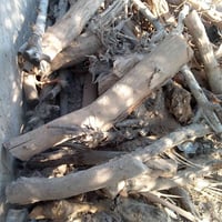حطب • خشن • يابس