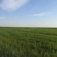 واسط • ارض زراعية • ٥٠٠ دونم