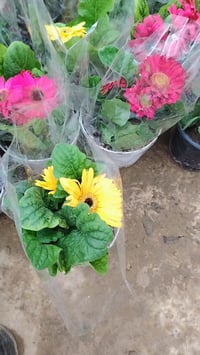 الشرقاط • اشجار • تخفيضات رمضان