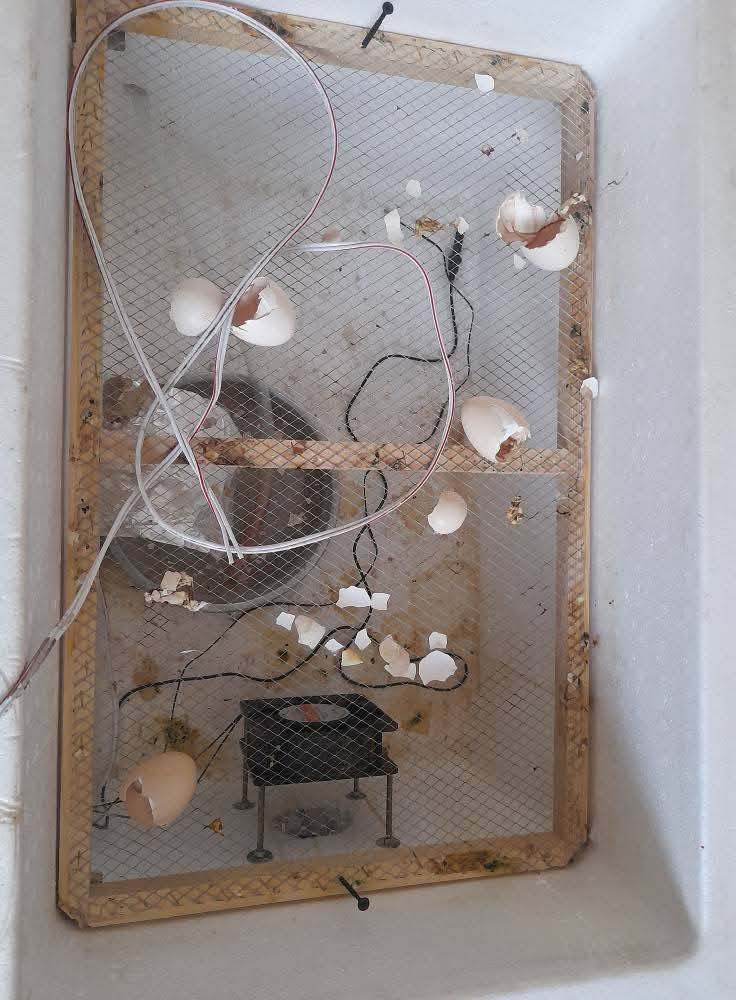 السلام عليكم ورحمة الله
متــاح فقاسه للــبـــيع 
فقاسه خير من الله نسبه تفقيس 90% مضمون
تاخذ 100 بيضه والتقليب يدوي
تتحمل نص ساعه او ساعه اذا انطفت الكهرباء ماعليها شي لان تحفض الحراره
السعر 50 وبي مجال بسيط
مكاني الشط منطقة الطابي قرب ياسر الدرويش


**إذا كنت صاحب هذا الإعلان وتريد حذفه لأي سبب، رجاءا أرسل رسالة إلى الدعم الفني**