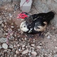بطة • بط • فحل بط • بط للبيع • لحم بط • دواجن • حيوان للبيع