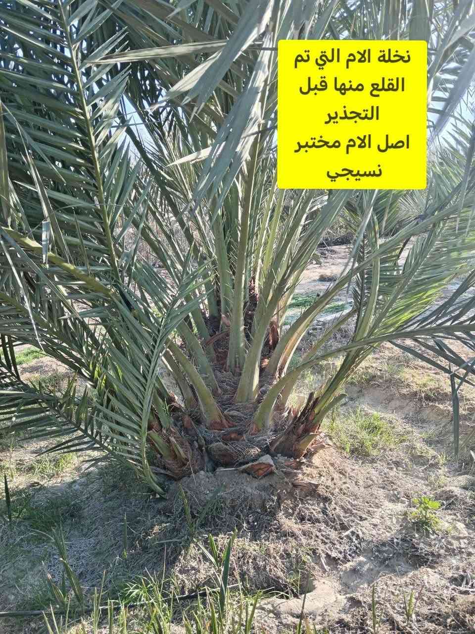 سلام عليكم.
١٠٠ فسيله برحي مجذر تقريبآ سنتين راح يصير
ضمان صنف لحين الاثمار زرع بالأرض مباشر
مكاني بغداد قضاء المدائن
ابيع جمله شلع كلهن
سعر الفسيل ١٨٠ سعر نهائي.
اليرغب بالشراء الاتصال على الرقم ***********
