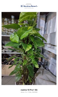 مشتل قصر الزهور • لبلاب عمودي • حجم كبير