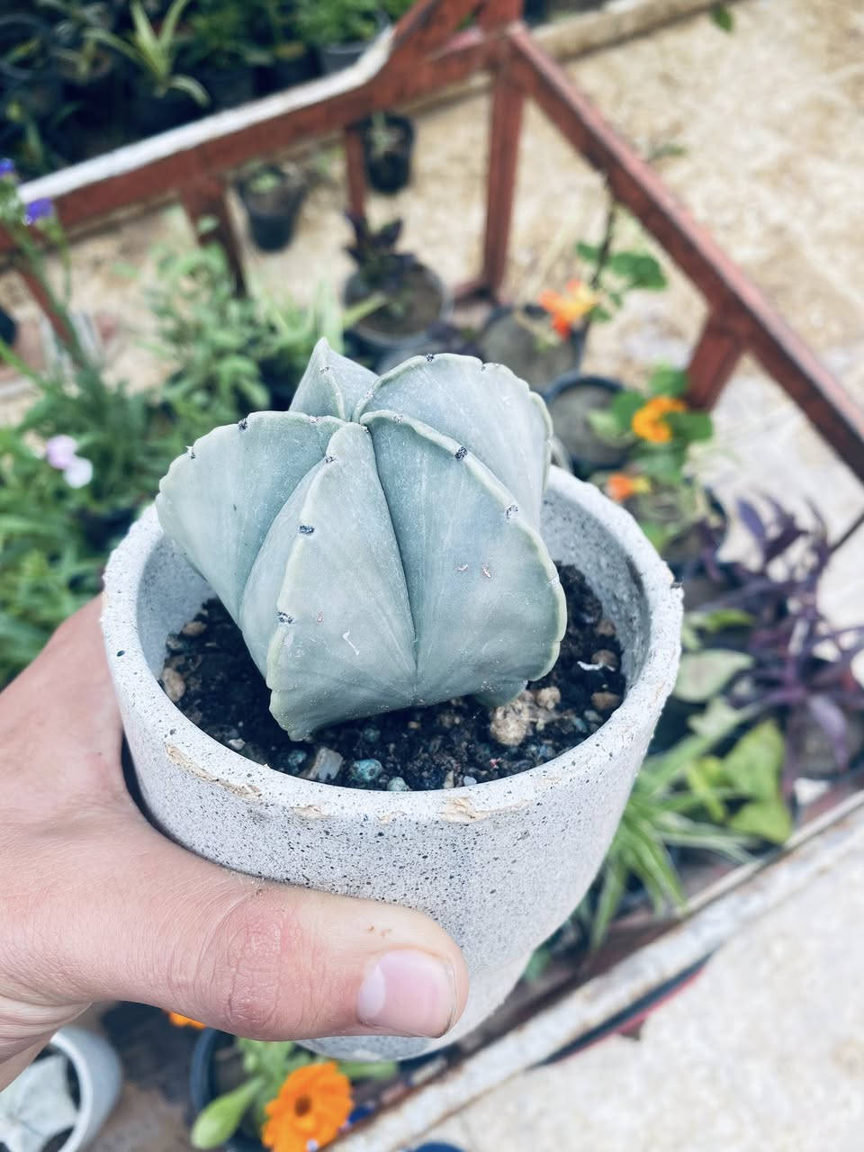 نبتات صباريات من نوع عصاري سعر 5000 عمر شتله فوق 8سنوات من نوادر


**إذا كنت صاحب هذا الإعلان وتريد حذفه لأي سبب، رجاءا أرسل رسالة إلى الدعم الفني**