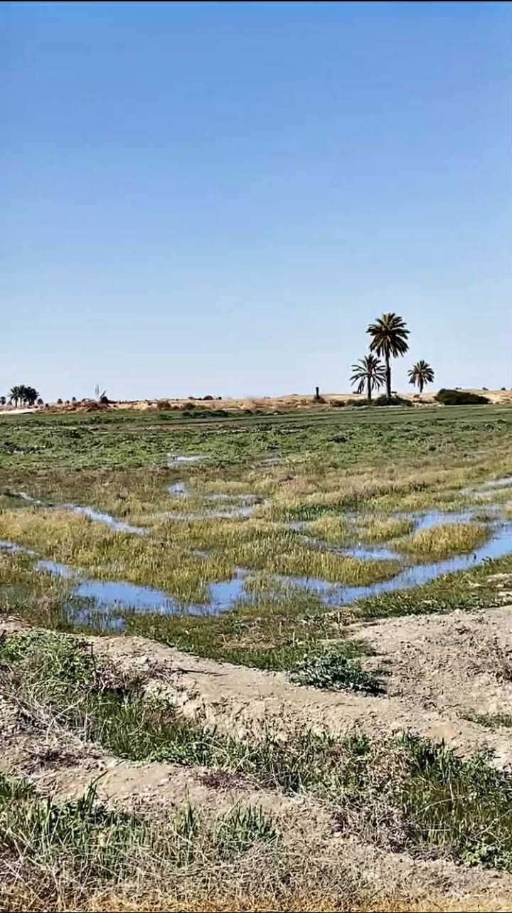 بدل ما تشتري 50 متر ببغداد وسعرها يوصل لـ60 مليون 🤯
هنا تكدر تمتلك 2500 متر بسعر مناسب وبسعر الدونم 7 فقط 😍
🌿 فرصة ممتازة للسكن أو للاستثمار
📍 للبيع 16 دونم تباع تقطيع حسب الطلب
💧 الأرض موجّهة على صدر المي
⚡ متوفرة بيها كهرباء (أرض مخدومة)
🏡 بجانب السكن والمدارس
📍 العنوان: بغداد – التاجي، منطقة الشيخ عامر / العيساوية
📞 للاتصال: ***********
💬 واتساب متوفر
