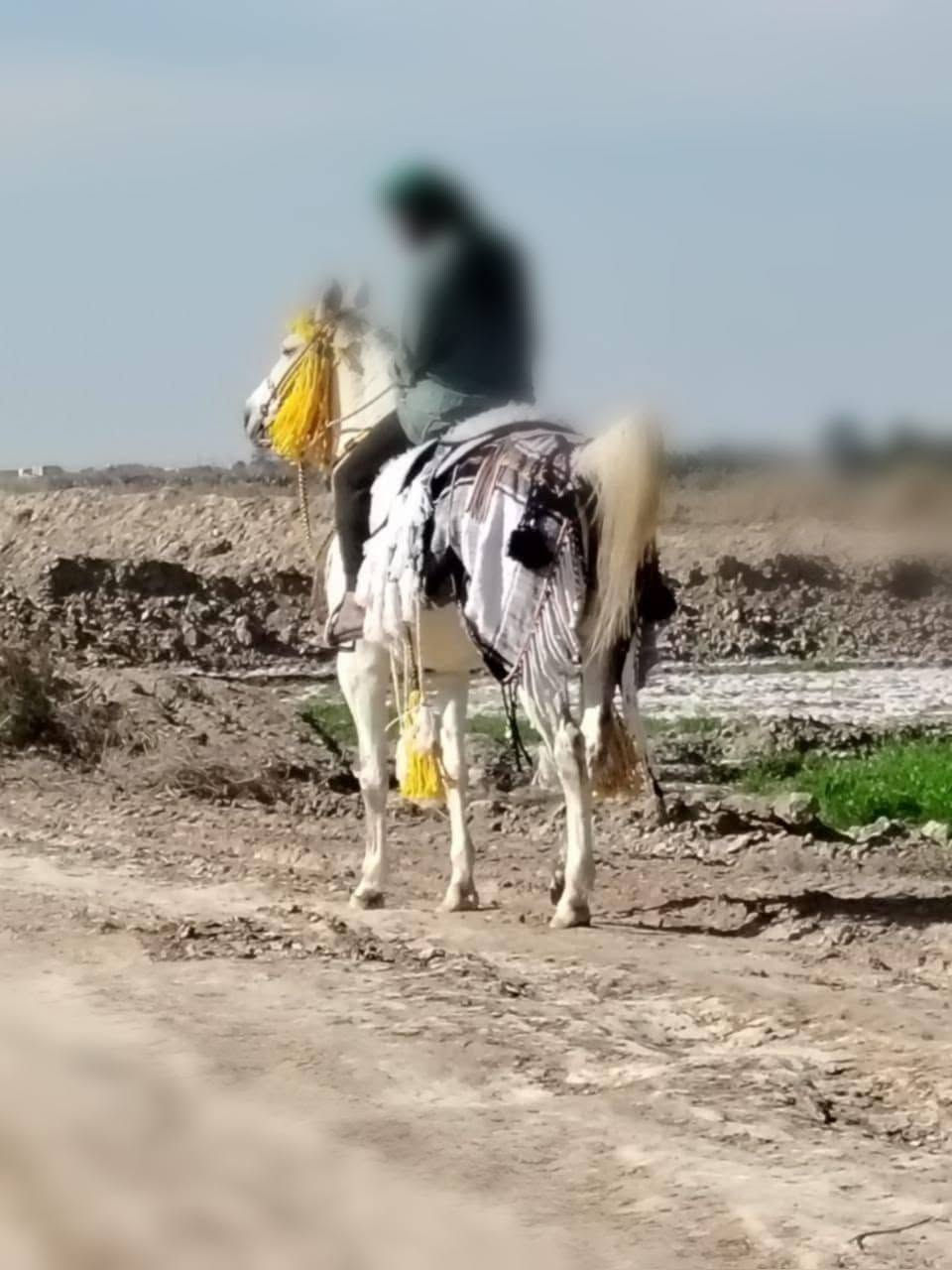 يالله علـّى بركة الله فرس عربيه مال ازماط امطفره م̷ـــِْن احصان بيه كتاب معروف
شد وطلع ازياره درب بعيد فرس كشاخه بل خياله للعلم الفرس اتمثل دور الأمام الحسين ارتفاعه 160 العمر 8
السعر خاص
رقم الهاتف ***********
