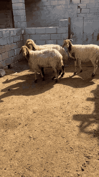 يا الله نعجات بر العدد 4 نعجات كلش حلوات مآل جناي مكفولات كافت شروط الجني سعر آلوحده 250 وبيهن مجال بصيط مكاني البصره الزبير رقمي *********** يوجد توصيل 🚚 داخل البصره
