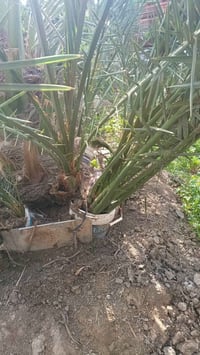 نخل برحي • مجذر • قضاء المدينه