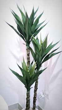 اغصان يوكا • سعر مناسب • مشابه للطبيعي