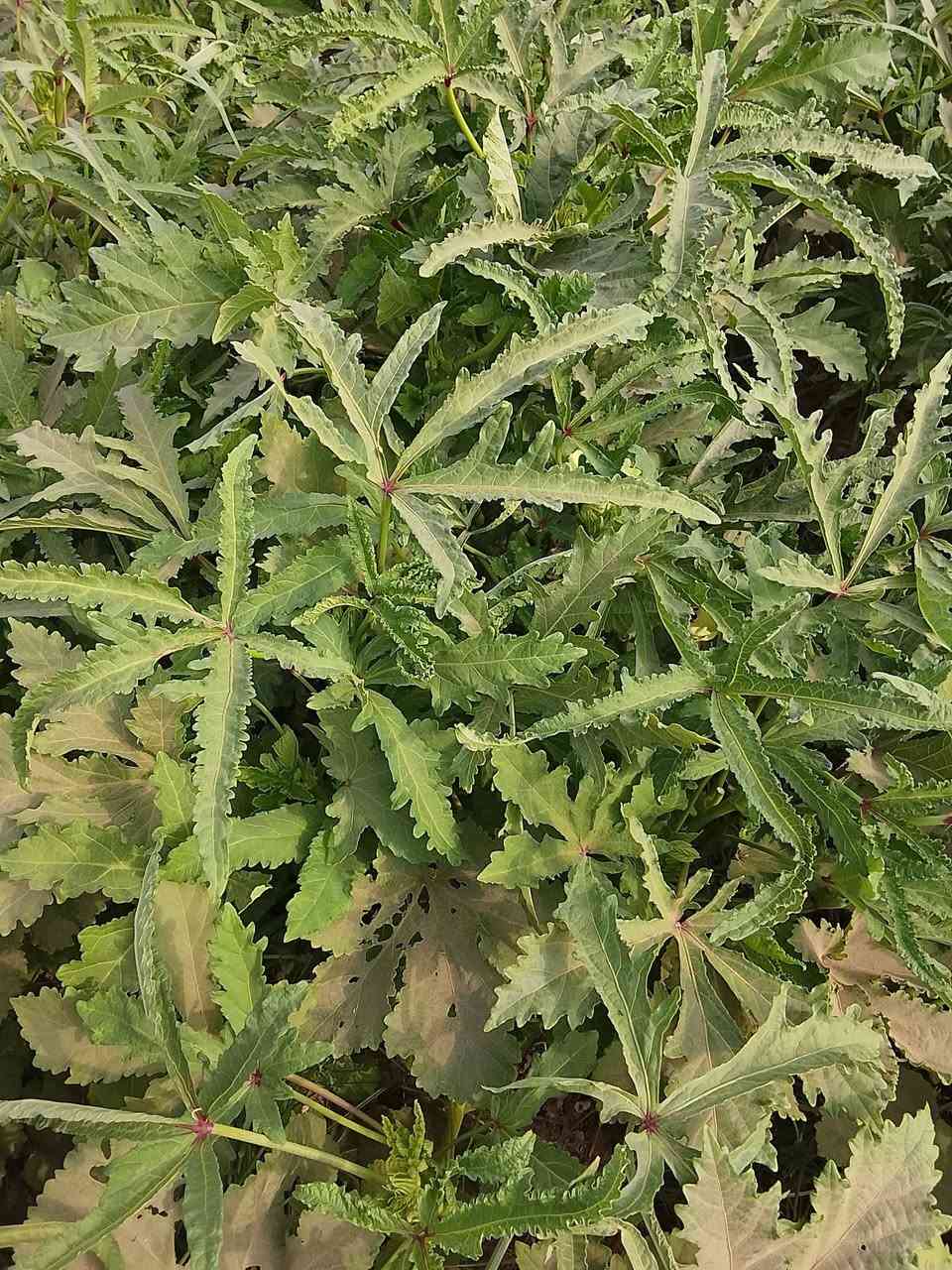 يوجد لدينا بذور بامية عبير شرط الانبات وخصوبة الحمل ديالى المقدادية الهارونية سعر الكيلو 25 وبيه مجال وهاذ رقمي ***********
