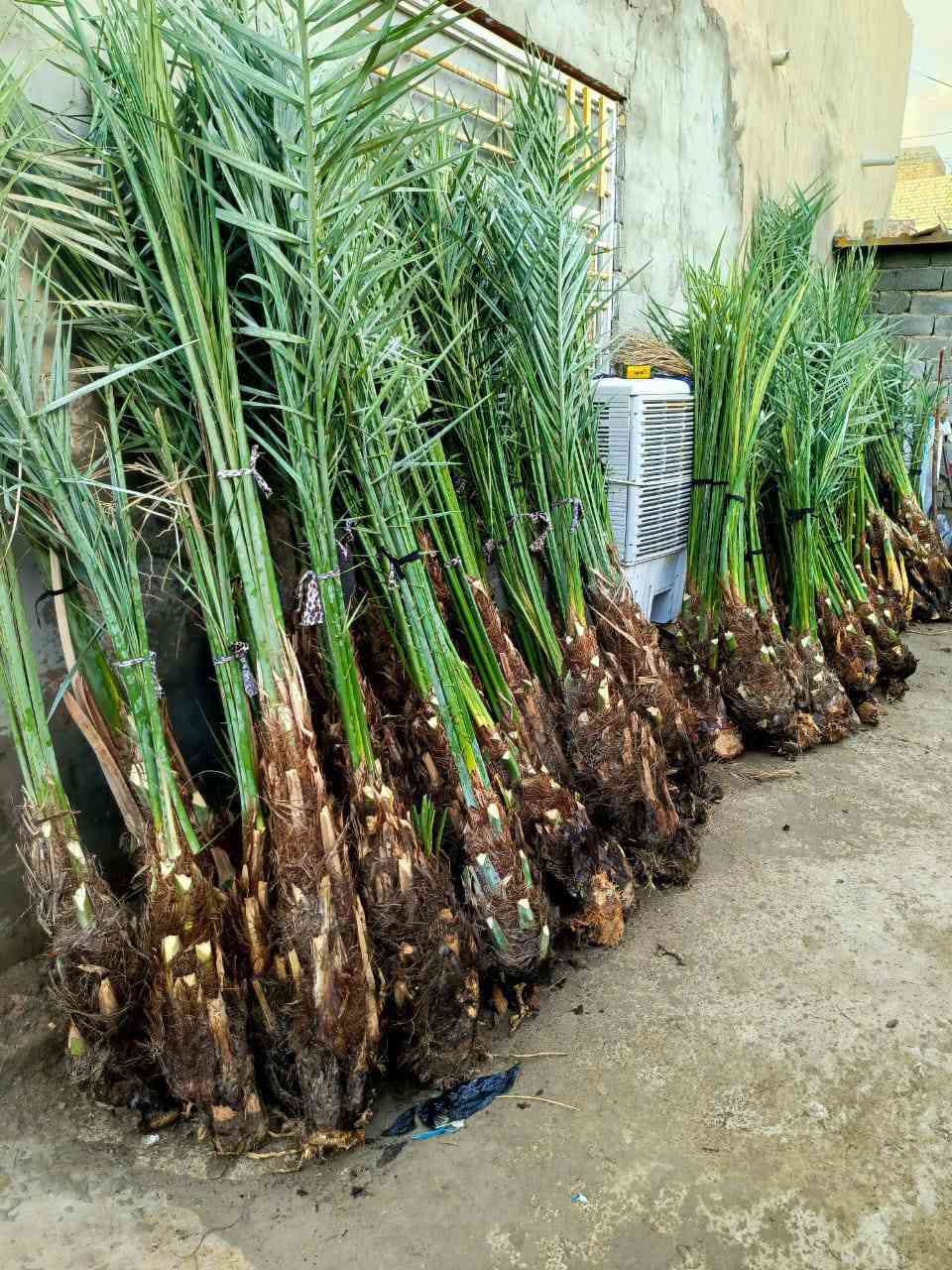 سلام عليكم  يوجد لدينا قرنفلي مشمشي عجوة خيارة برحي مجهول مكتوم جبجاب بريم بلكة اشرسي  شويثي و انواع النخيل ***********
