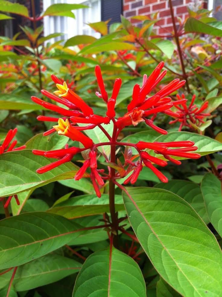 🍁#مشتل الحدائق والنباتات 🍁
توفرت مجموعه جديده من شتلات نبات الهيمالايا🌸✨

ارتفاع متر   تقريباً ✨
السعر ١٢ الف 🔥

علما بأن الكميه محدوده❤️.
🍂الوصف النباتي بالاسفل🍂.

شتلة هيميليا (Hamelia patens) الصحية لإضفاء لمسة من الجمال والألوان الزاهية إلى حديقتك! 🌺✨** تُعرف الهيميليا أيضًا باسم "نبات نار الصبار" أو "أراجيح النار"، وتتميز بأزهارها البرتقالية أو الحمراء. إليك بعض المعلومات حول كيفية زراعتها ورعايتها:
كيفية زراعة هيميليا: 

الري: تحتاج الهيميليا إلى ري معتدل. يُفضل أن تُروى النبتة عندما تجف التربة السطحية. تأكد من تجنب الإفراط في الري، حيث يمكن أن يؤدي ذلك إلى تعفن الجذور. 

الإضاءة : تُفضل الهيميليا الشمس الساطعة، لذا يُنصح بزراعتها في أماكن تتلقى 6-8 ساعات من ضوء الشمس المباشر يوميًا للحصول على أفضل نمو وإنتاج للأزهار. 

درجة الحرارة : تنمو الهيميليا بشكل جيد في درجات حرارة تتراوح بين 20-30 درجة مئوية. تُعتبر نباتات مقاومة للأجواء الحارة، ولكن يجب توخي الحذر من الصقيع. 

التربه : تحتاج الهيميليا إلى تربة جيدة التصريف وغنية بالمواد العضوية. يُفضل استخدام مزيج من التربة الطينية والرملية لتحقيق قيمة أفضل لتصريف المياه. 

التسميد: يُفضل استخدام سماد متوازن أو سماد عضوي كل 4-6 أسابيع خلال موسم النمو (الربيع والصيف) لتعزيز النمو وزيادة عدد الأزهار. 

📍العناية العامة: تأكد من تقليم النبات بانتظام لتعزيز النمو الكثيف وترتيب الأزهار. راقب النباتات بانتظام للكشف عن أي آفات أو علامات مرض. 

📍الفوائد: تُعتبر الهيميليا جاذبة للفراشات والنحل، مما يعزز التنوع البيولوجي في الحديقة. كما تُعتبر خيارًا رائعًا لتنسيق الحدائق بسبب جمال أزهارها.

متوفر توصيل لجميع محافظات العراق 🩵
 للحجز والاستفسار يرجى مراسله الصفحه 🩷


**إذا كنت صاحب هذا الإعلان وتريد حذفه لأي سبب، رجاءا أرسل رسالة إلى الدعم الفني**