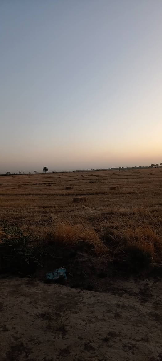 السلام عليكم 80دونم للايجار في بابل الحمزه الغربي منطقة الخميسيه الاستفسار ***********
