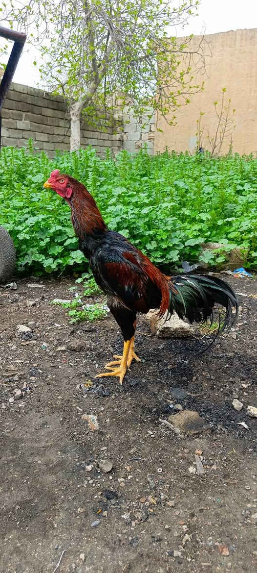 متاح ديج هندي مخلف عمرة ١١شهر وجهة ناشف منكارة حاد بعدة باول ريشة سعرة 40مكاني جنوب الموصل 
***********
***********
