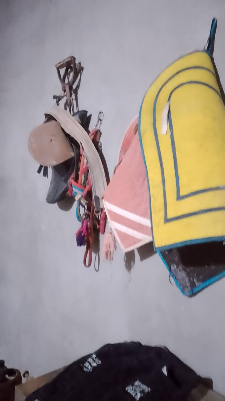 البيع سرج فرس ويا الباده ثنين والجام زنكيات وسرج وسعر ١٢٠وبي مجال
وهذه رقم صاحبو ***********
