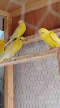 قفص وطيور حب • ٢ ذكر ٢ أنثى • الخاجية شارع اربيعن