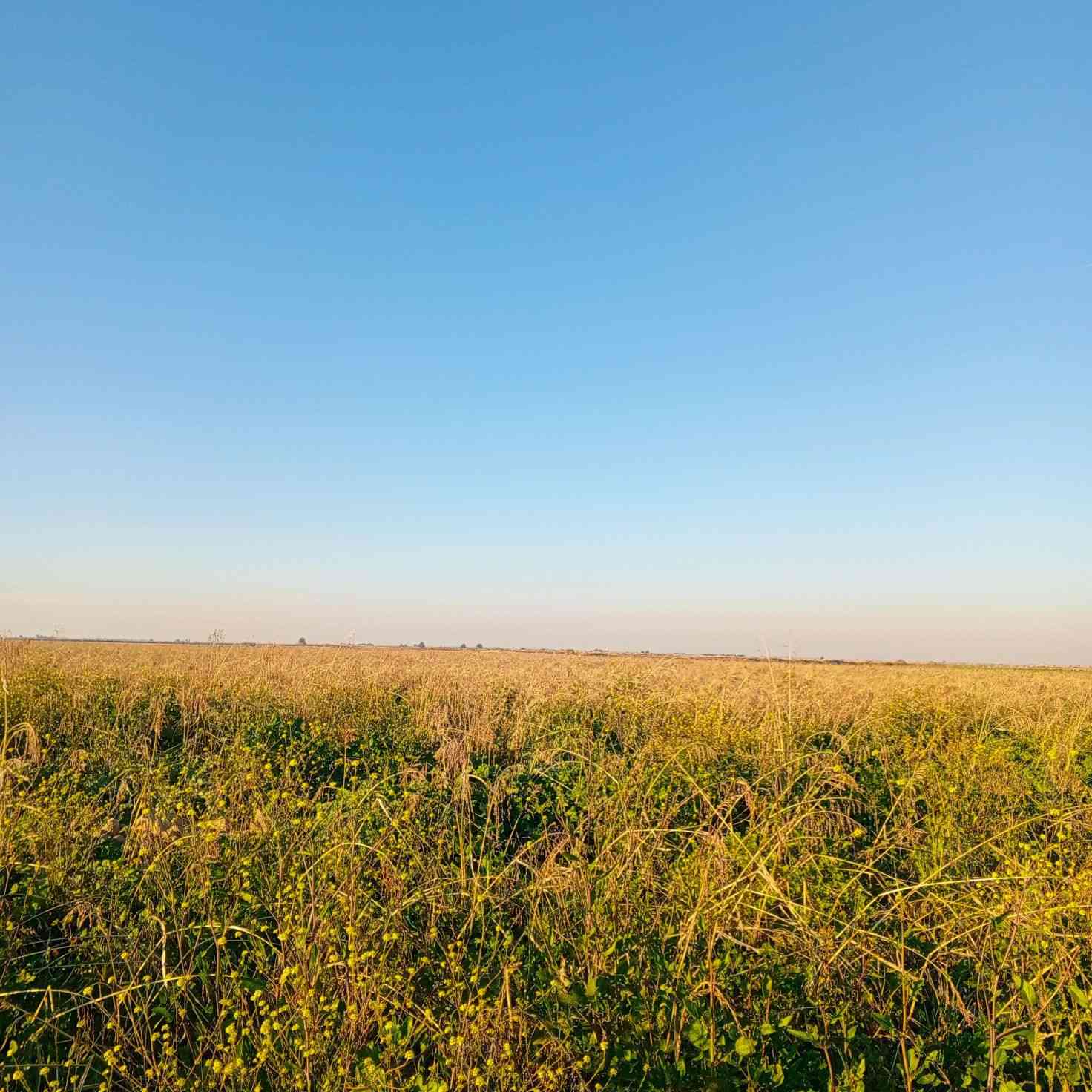 السلام عليكم اخوان عندي كاع 20 دونم أبيعها ضمان سفح مزروعه ذره سودانيه وبيها دغل تفيد أهل الحلال العنوان واسط قضاء الحي للاستفسار 
*********** ابو عباس
