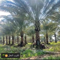 صاعود نخل • تكريب نخل • خدمات نخل