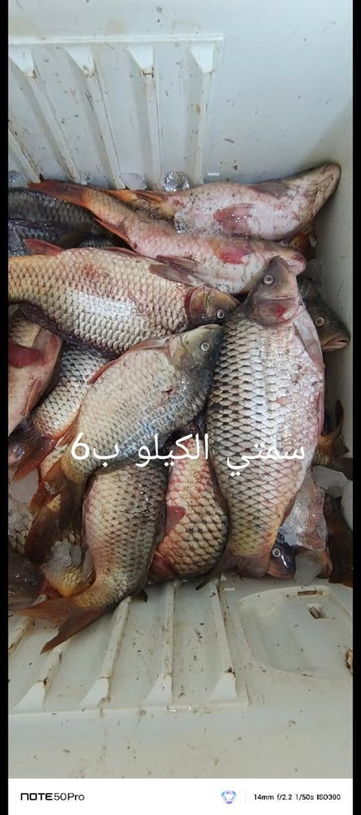 السلام عليكم من رخصة الادمن
اللهم صل على محمد وال محمد
محل اسماك المرتضى لبيع الاسماك البحريه والنهريه وجبه جديده بتاريخ 3/7/2026 العنوان ام قصر شارع 11 مقابيل حجي عدنان اللحيمجي
***********
