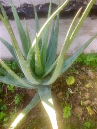 صبار الافيرا • نص متر • كربلاء طويريج