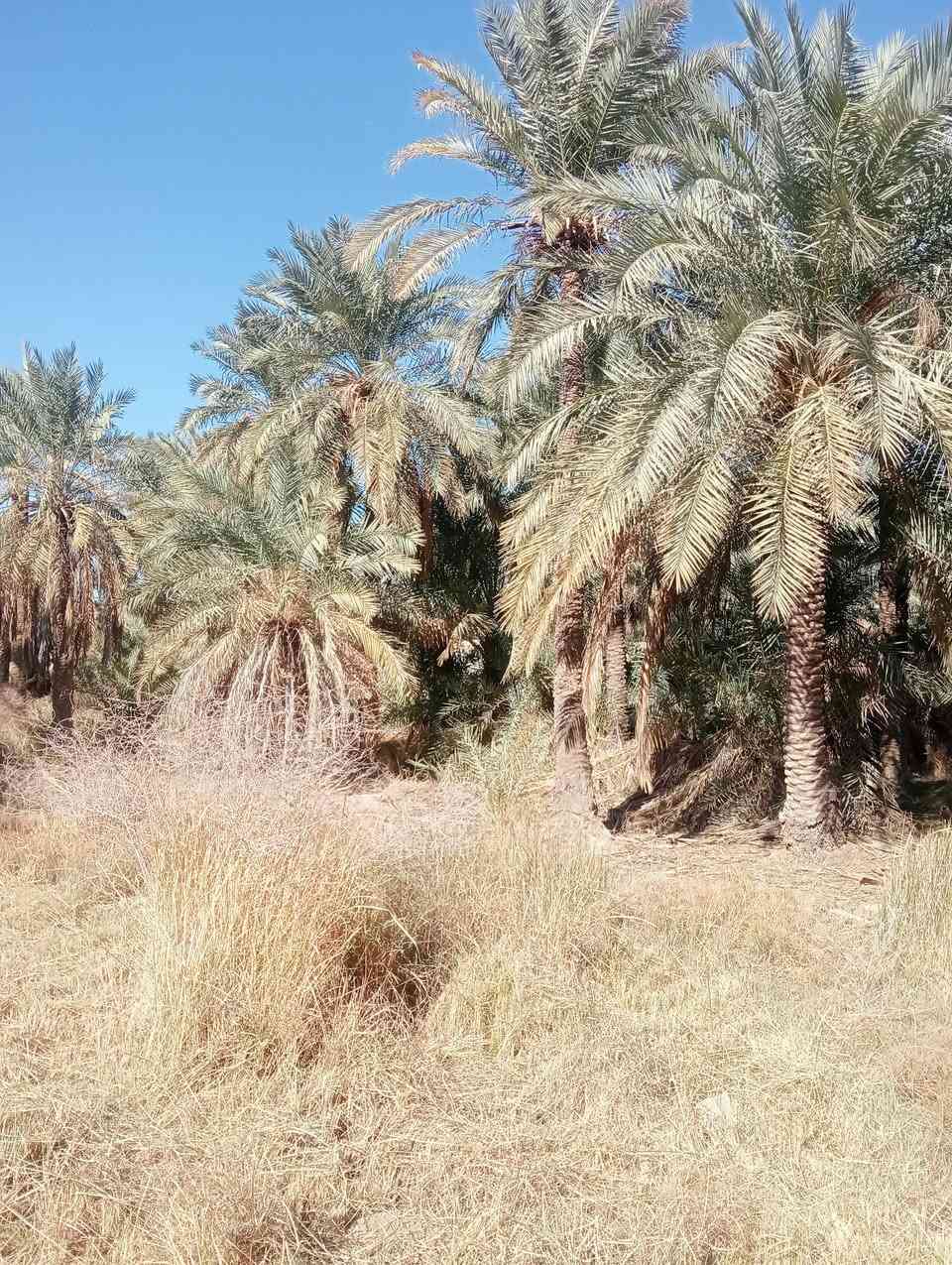 السلام عليكم اخوان بستان  للبيع المساحه1100 منطقة البوعظم صوب الشاميه قرب مدرسة الحكمة قرب شط الفرات خدمات كاملة الاستفسار على الرقم  واتساب ***********
