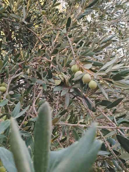 مزرعة للبيع مساحة ٢ دونم طابو السند ٢٥ تحويل شرط في كركوك ليلان مقابل جامع محمدي وعلى شارع رئيسي بيت بيت كامل موثث غرفتين نوم واستقبال وصحيات ومسبح كبير وحديقة مرتبه ومكان لتربيه طيور وبيها نافورات والأشجار مثمره متنوعه من تين وزيتون ومشمش وحمضيات وتفاح وعنب وغيرها من الاشجار ومزرعة قريبه من خدمات مدارس وغيرها سعره ١١٥ مليون للمزيد من المعلومات اتصال على رقم مبايل ***********
