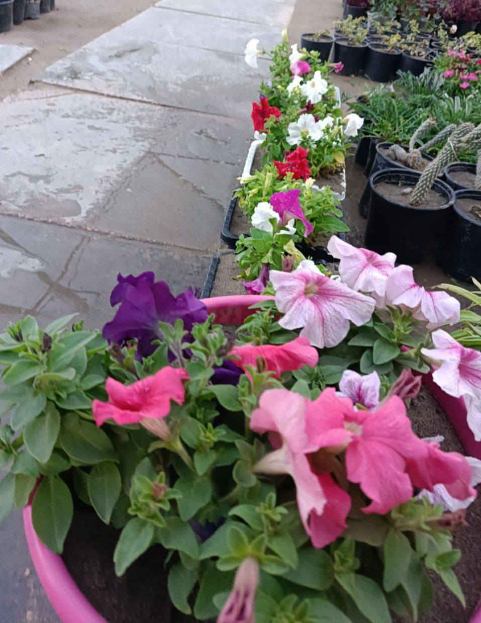 السلام عليكم  ...🌹🌹🌹🍁🍁🍁
لله الحمد وصول وجبه جديده وتشكيله جميله من الزرع..من فواكه ومصدات رياح وزينه ..ودايات  الباذنجان والطماطم والفلفل الحار والبارد والفراوله..التفاصيل اسفل كل صور..للطلب والاستفسار مراسلة الصفحه او الاتصال او واتساب .***********
***********
العنوان محافظة ذي قار .قضاء قلعة سكر ..مدخل الحي العسكري من اتجاه الحي الصناعي 🌾🌾🌾🌼🌼🌼
