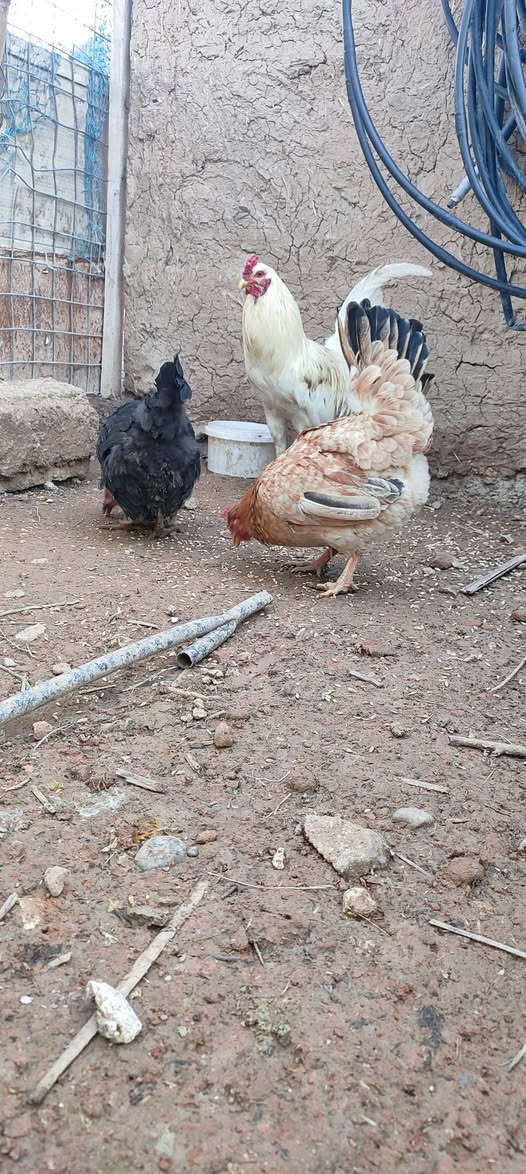 متاح دجاجتين وديك للبيع ***********

