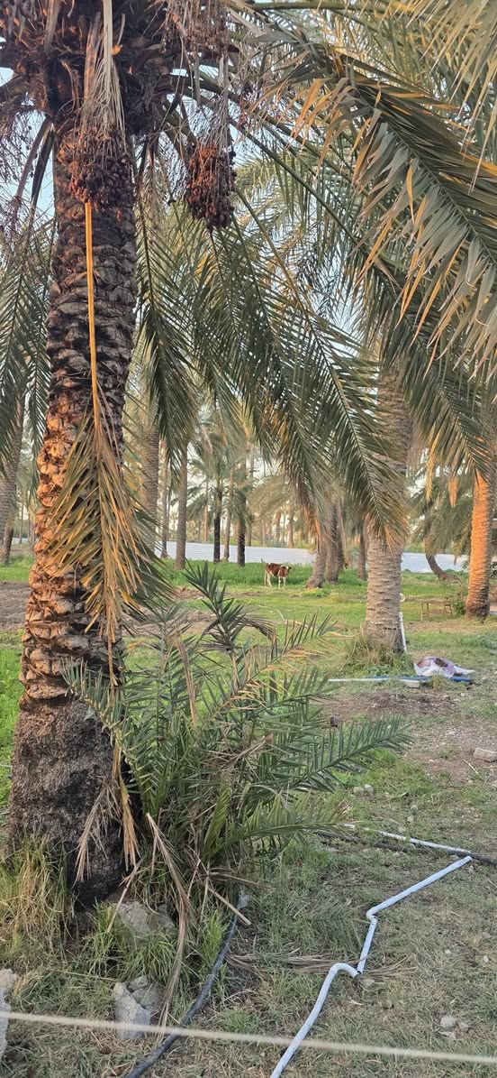 سلام عليكم ارض للبيع المساحة دونم و٦٥٠م المدائن منطقة التويثة نزال من شارع ٢٠٠م
للستفسار اتصل ***********
