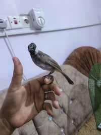 بلبل • اليف • بيجي