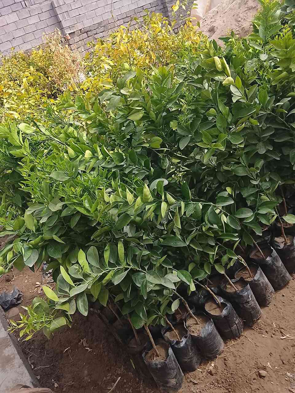 اسلام عليكم يوجد لدينه انواع النخيل والحمضيات والقلمطوز وانواع الورد والتين والعنب   حسب الطلب ا تصل وتدلل ،،***********
,***********
