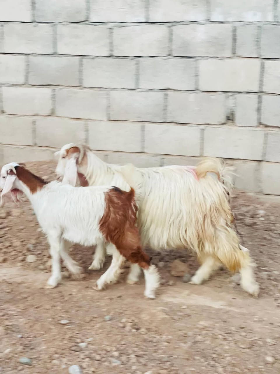 مكلف بلنشر معزة للبيع الاتصال بل رقم ***********
