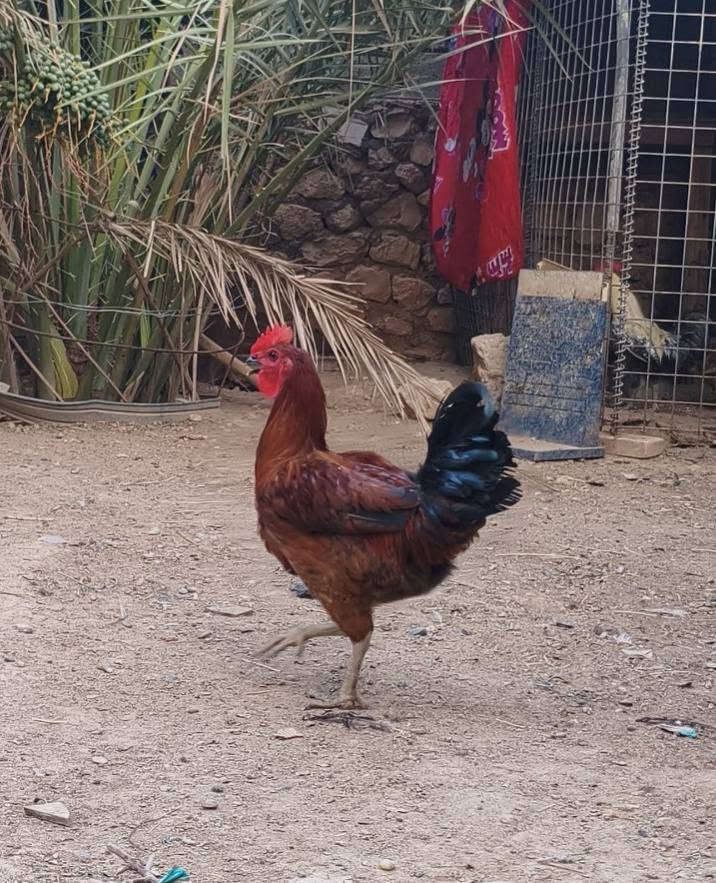 ديوك للبيع السعر مكتوب اسف الصوره مكان صاحبها الحي العسكري للاستفسار الاتصال بالرقم ‪***********
 ‏‪
