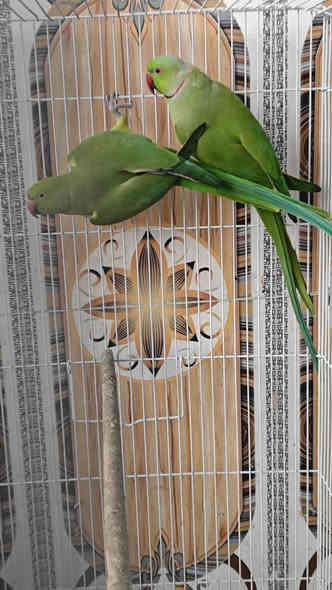 زوج دره هندي شرط الانتاج 
طيور حلوه مال بيت منتجه سابقا 
طيور خشنه تبارك الله 
السعر 165 الف 
محلات سوق غزل تكريت 
العنوان تكريت شارع جميل قرب مرطبات ايس هاوس 
للاتصال ***********
زيارتكم تسعدنا
