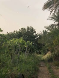 بستان • ٤دوانم • صلاح الدين قضاء بلد