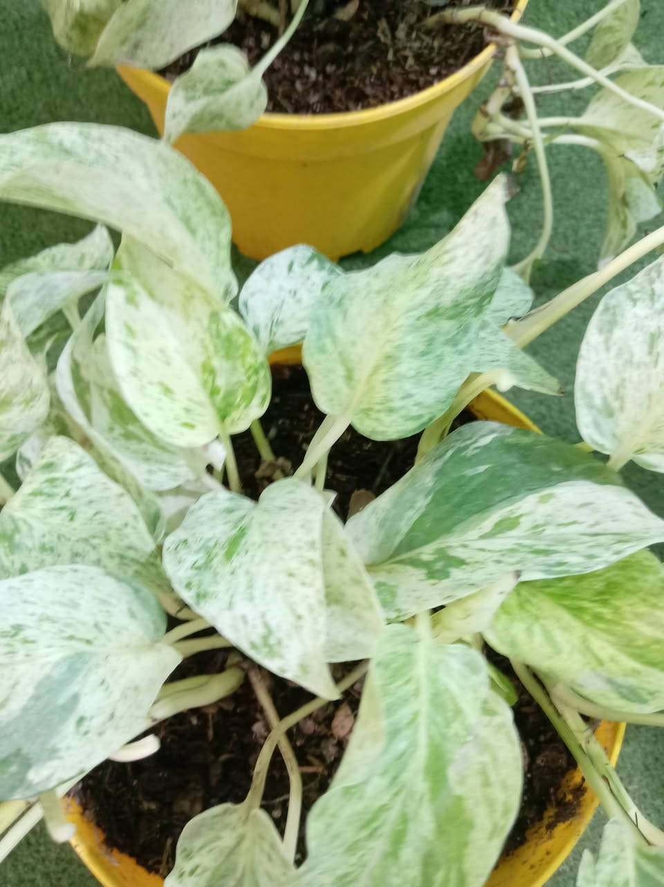 مثل ماعودناكم زبائننا الكرام ومسائكم الله بالخير 
ألان #وصول وجبه من النباتات الضليه والشمسيه 

كل ماهو جديد وغريب تجدونه لدى مشتل حدائق اهلنه   
للاستفسار مراسله الواتساب . ***********

يوجد لدينا خدمه توصيل ناحية الحمزة فقط🚐 

يوجد كادر تنضيف وزراعه

العنوان بابل الحمزه الغربي ع 

حي الحسين قرب عباس برهي للجمله 

 مقابيل مدرسة المكرمه 

زيارتكم تشرفنا
