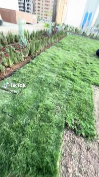 ثيل طبيعي • مشاتل • توصيل لكل المحافظات