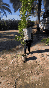 السلام عليكم يتوفر شتلات برتقال نومي حامض عراقي نارنج لالنكي كله حامل  ارتفاع مترتين ونص فما فوق مكاني بغداد الجزيره استفسار اتصل على رقم ***********
