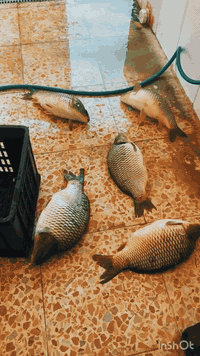 عرض خاص كيلو كامل مع الشوي ب ٨٠٠٠ فقط على حطب الحمضيات 
اسماك بركات الزهراء🐡 تقدم لكم اطيب 😊سمك مسكوف ع 💛طريقه البغداديه  🇮🇶طعم من الخيال بشهاده منكم 😌☺️
🇮🇶ويمكم الموضوع 🔱🙋
انت اعزم خاطرك 😊ويمنه الموضوع 💙😌
ابو احمد وجعفر واني اخذ منهم النفسية فول تحياتي 

توفر توصيل فقط في مدينة الحرية رقم *********** 🌹
