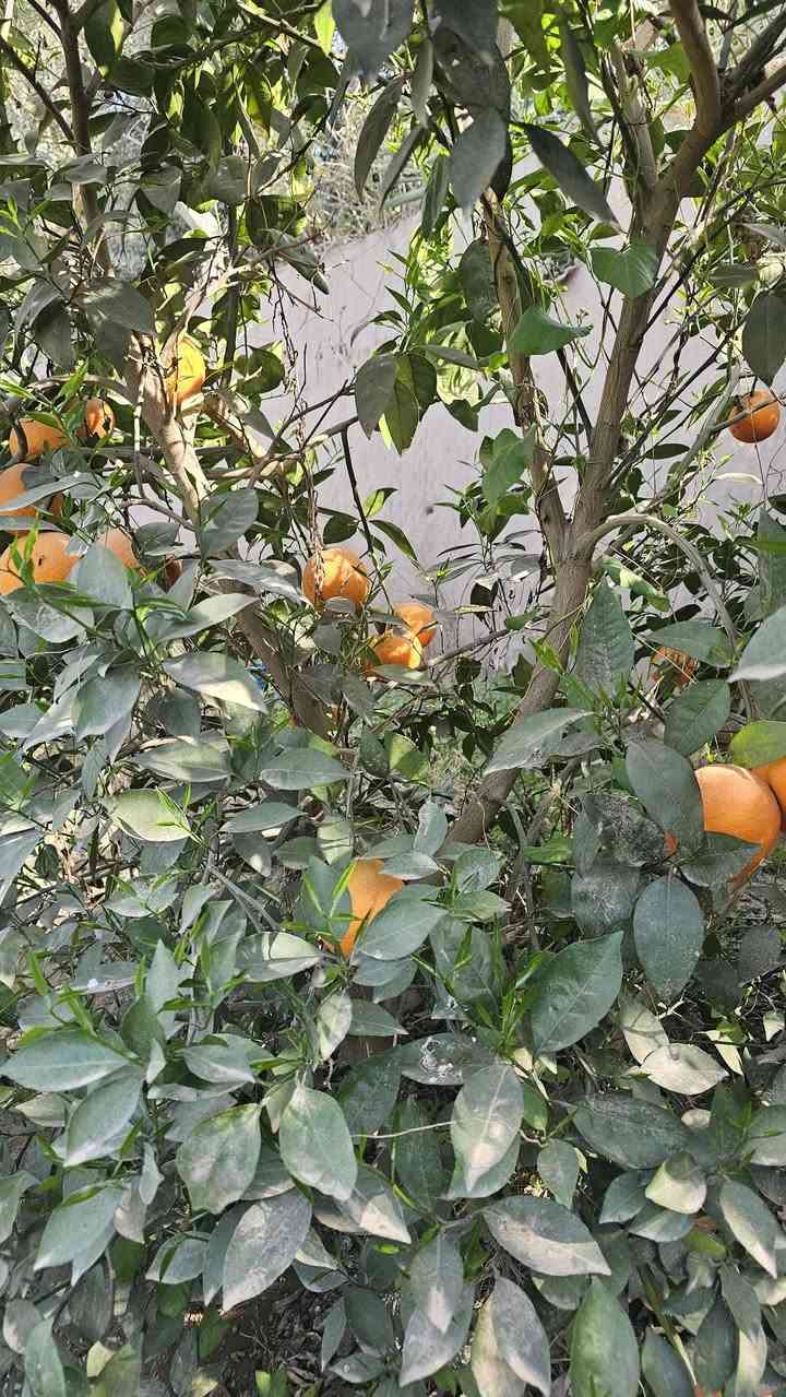 السلام عليكم 🇮🇶للبيع دونم ونصف واقع حال دونمين ونصف طابو زراعي سند مستقل تحويل مباشر باسم المشتري في بغداد الراشديه البوحيات قرب مدرسه الواحه الخضراء تحتوي على بيت كبير خمس غرف نوم سويتين صحيات حديقه كراج بوردات صحيات خارجيه حديقه اماميه وخلفيه حقل لتربية الماشيه او الدجاج او الطيور تبعد عن ضفاف نهر دجله ميتين متر اطل على الشارع الرئيسي الرابط بين جزيرو بغداد وناحية الراشديه تبعد عن جسر المثنى ربع ساعه وعن ناحية الراشديه خمس دقايق للاستفسار الاتصال على الارقام الاتيه الليث الحياني للعقار (***********)(***********)
