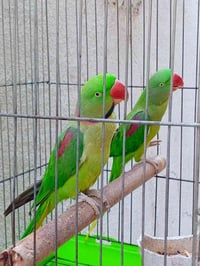 بسم الله ماشاء الله  متاح ببغاء نيبالي أمريكي طيره وفحل تبزير عراقي عم...