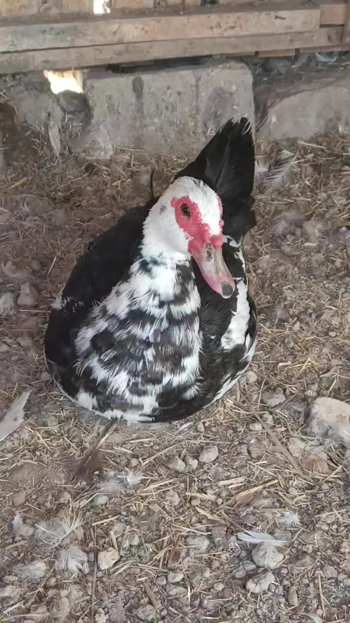 السلام عليكم بشوش مصريات نثايه ثنينهن بياضات وسمان شرط ب٢٠ الشراي يعلق لو يتصل بي واتساب ***********
