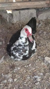 بشوش مصريات نثايه ثنينهن بياضات وسمان شرط ب٢٠ الشراي يعلق لو يتصل بي و...