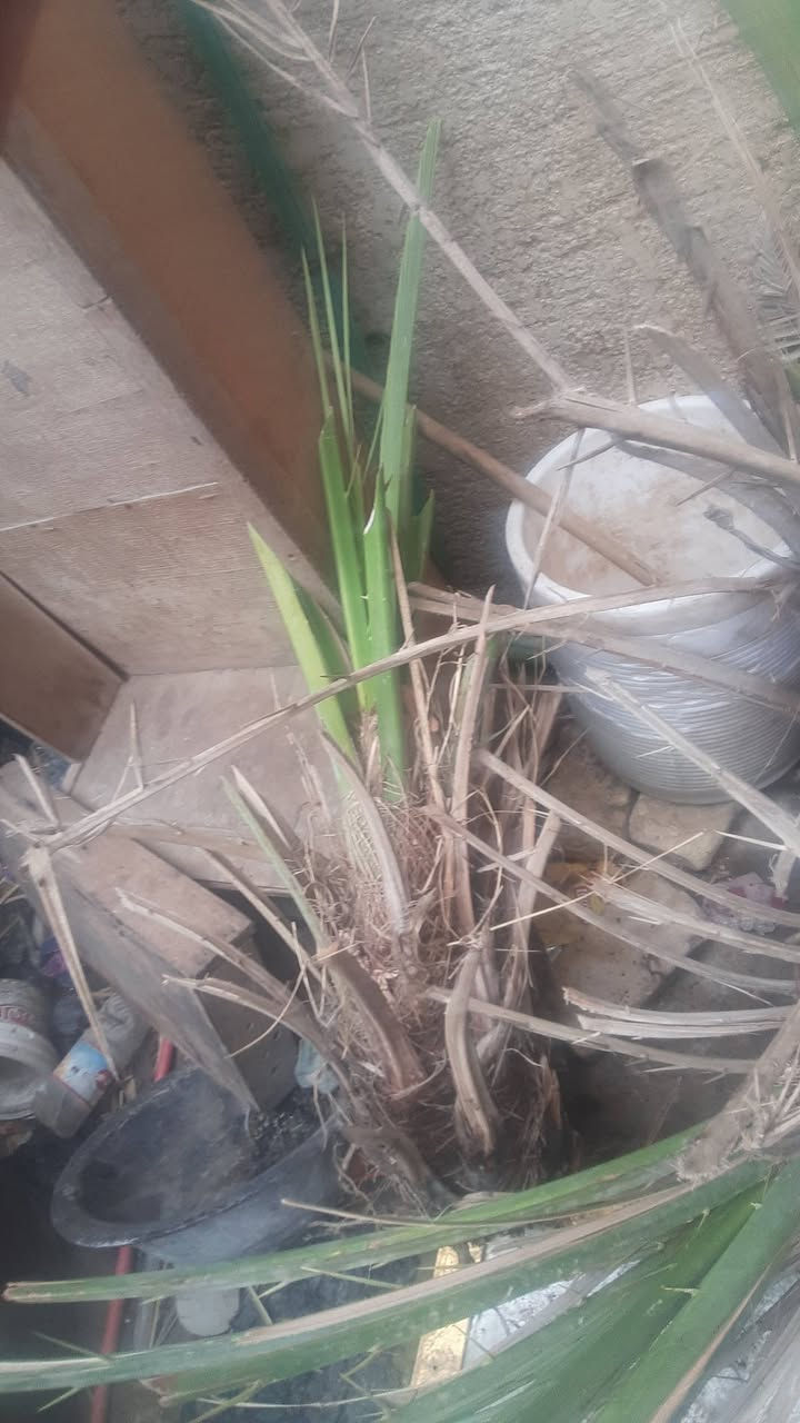 فسائل نخل شويثي لبيع اتصل على رقم الهاتف ***********
