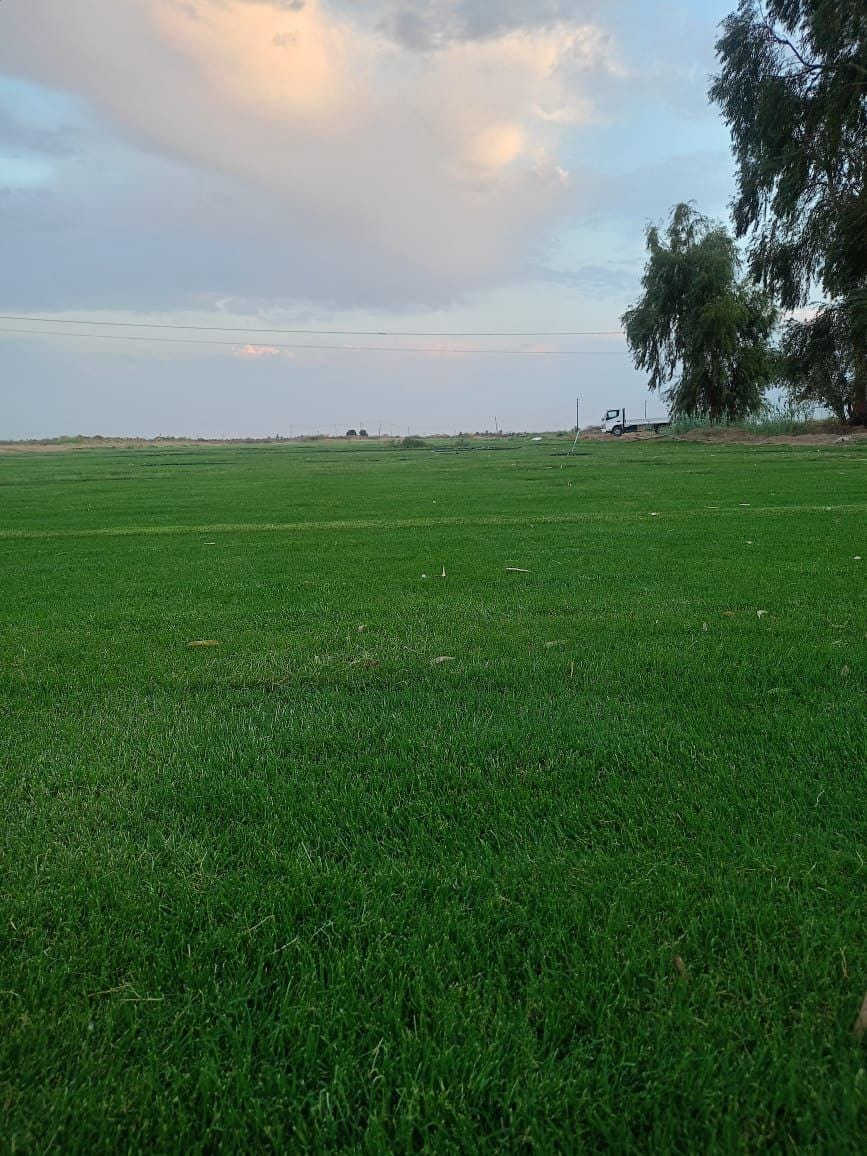 🍀متوفر كافة انواع الثيل🍀 
الثيل امريكي والهندي والايطالي والفرنسي
كادر متخصص :
لتجهيز... مشاتل🌴
والدوائر حكوميه🏦
منازل🏡 منتزهات🏄
موجود خدمة توصيل 🚕🚕
لكل محافظات العراق 
للطلب التواصل مع الصفحة او الاتصال على :؀واتساب   

***********
